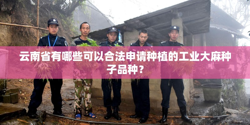 云南省有哪些可以合法申请种植的工业大麻种子品种？