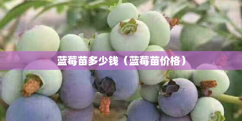 蓝莓苗多少钱（蓝莓苗价格）