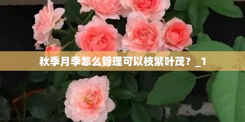 秋季月季怎么管理可以枝繁叶茂？_1