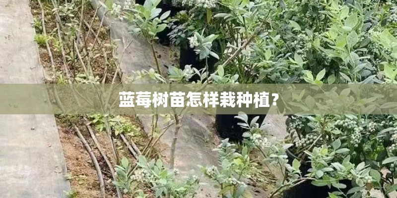 蓝莓树苗怎样栽种植？