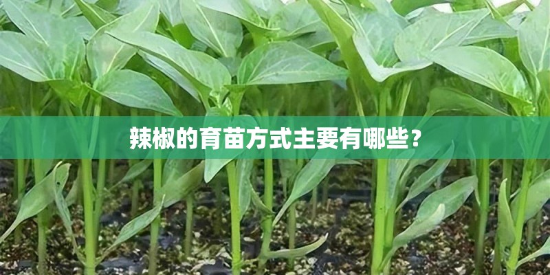 辣椒的育苗方式主要有哪些？