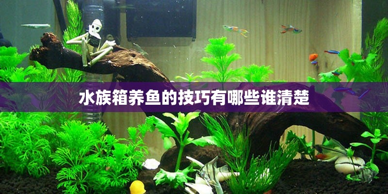 水族箱养鱼的技巧有哪些谁清楚 水族箱养鱼的技巧有哪些谁清楚