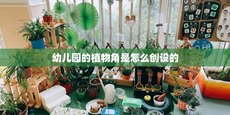 幼儿园的植物角是怎么创设的