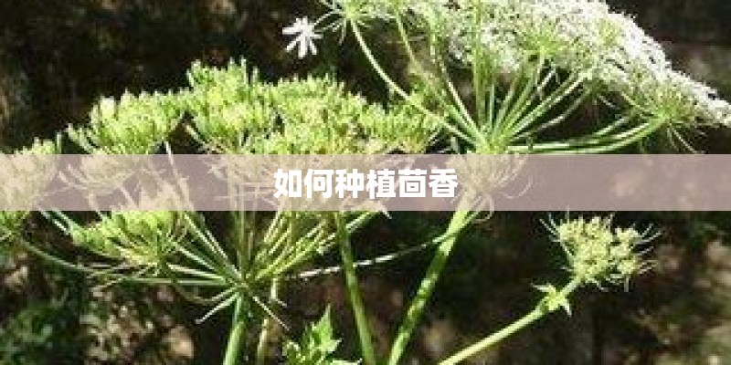 如何种植茴香