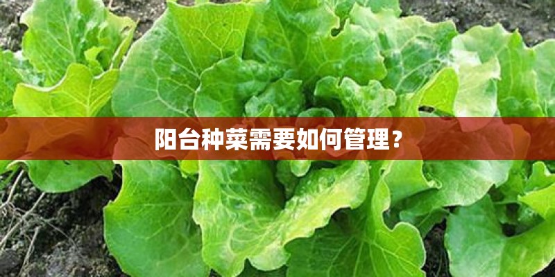 阳台种菜需要如何管理？