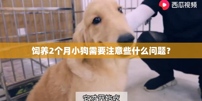 饲养2个月小狗需要注意些什么问题？
