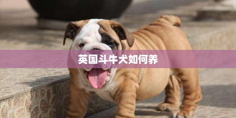 英国斗牛犬如何养 英国斗牛犬如何养