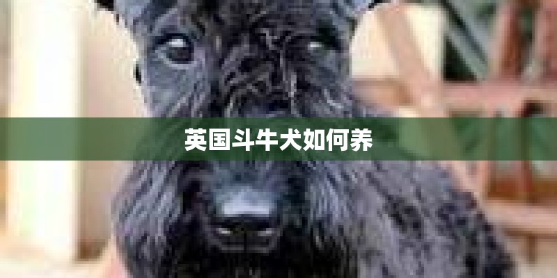 英国斗牛犬如何养 英国斗牛犬如何养