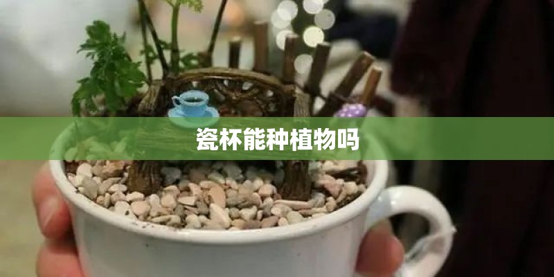 瓷杯能种植物吗