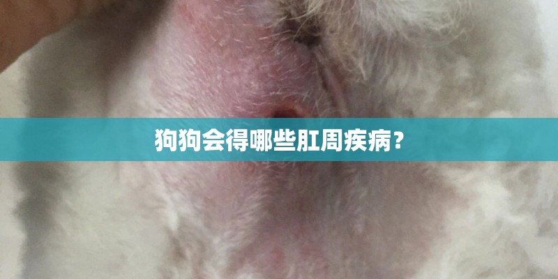 狗狗会得哪些肛周疾病？