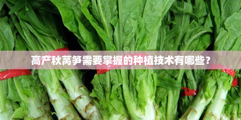 高产秋莴笋需要掌握的种植技术有哪些？