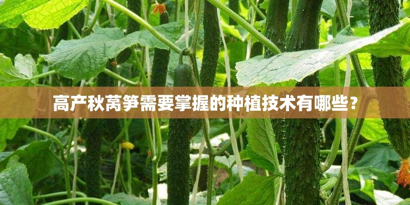 高产秋莴笋需要掌握的种植技术有哪些? 高产秋莴笋需要掌握的种植技术有哪些?