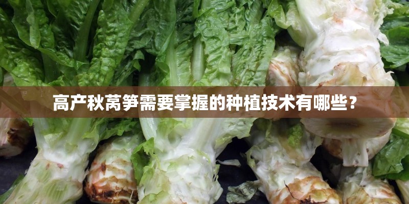 高产秋莴笋需要掌握的种植技术有哪些? 高产秋莴笋需要掌握的种植技术有哪些?