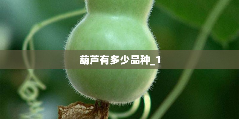 葫芦有多少品种_1