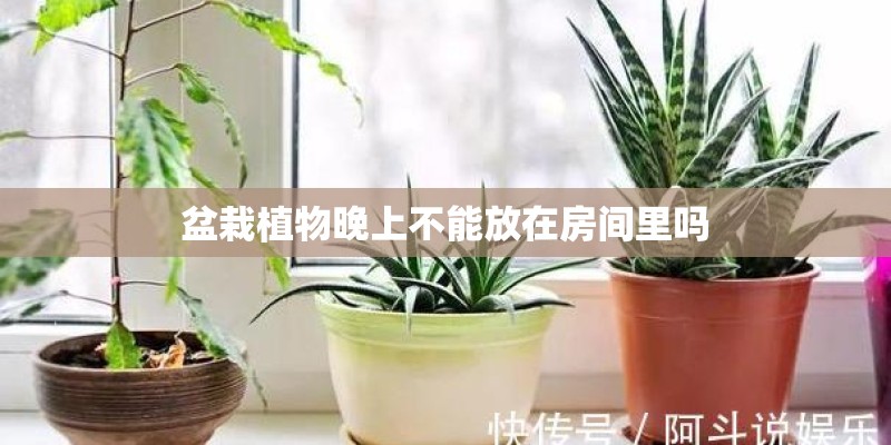 盆栽植物晚上不能放在房间里吗 盆栽植物晚上不能放在房间里吗