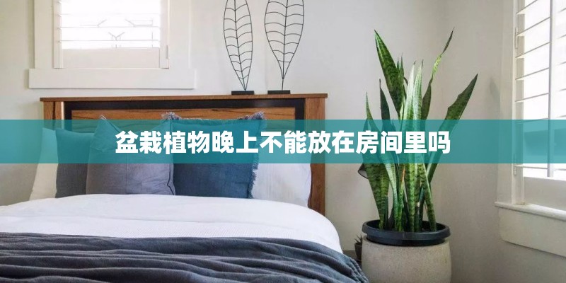 盆栽植物晚上不能放在房间里吗 盆栽植物晚上不能放在房间里吗