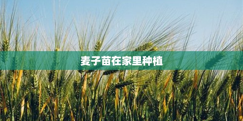 麦子苗在家里种植 麦子苗在家里种植