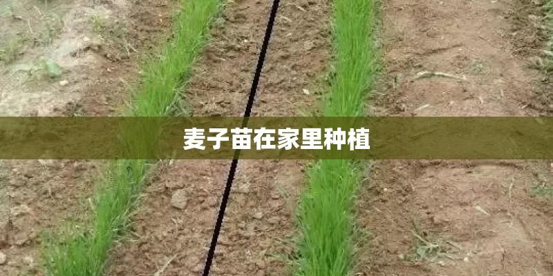 麦子苗在家里种植
