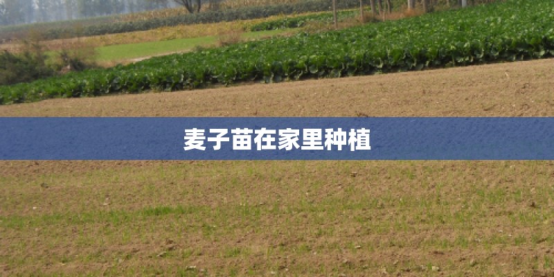 麦子苗在家里种植 麦子苗在家里种植