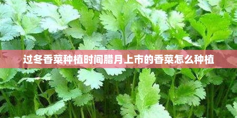 过冬香菜种植时间腊月上市的香菜怎么种植 过冬香菜种植时间腊月上市的香菜怎么种植