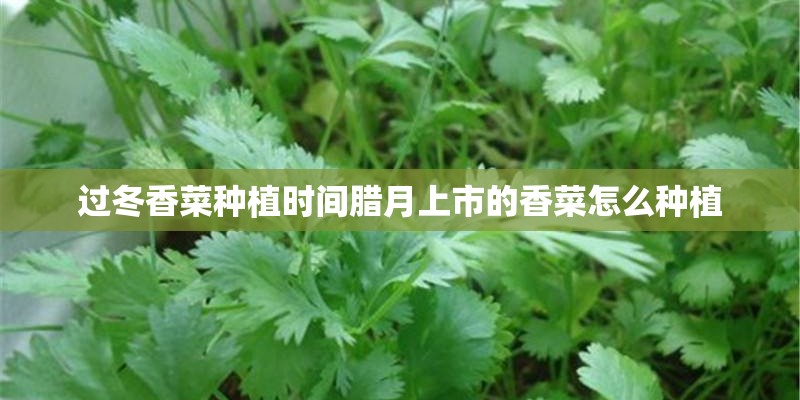 过冬香菜种植时间腊月上市的香菜怎么种植 过冬香菜种植时间腊月上市的香菜怎么种植