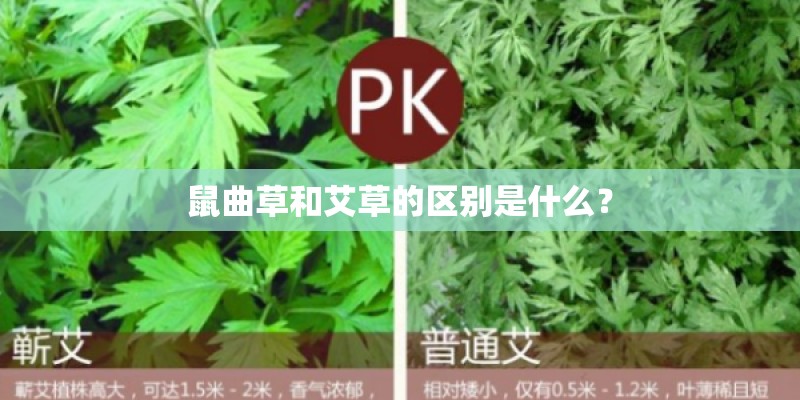鼠曲草和艾草的区别是什么? 鼠曲草和艾草的区别是什么?