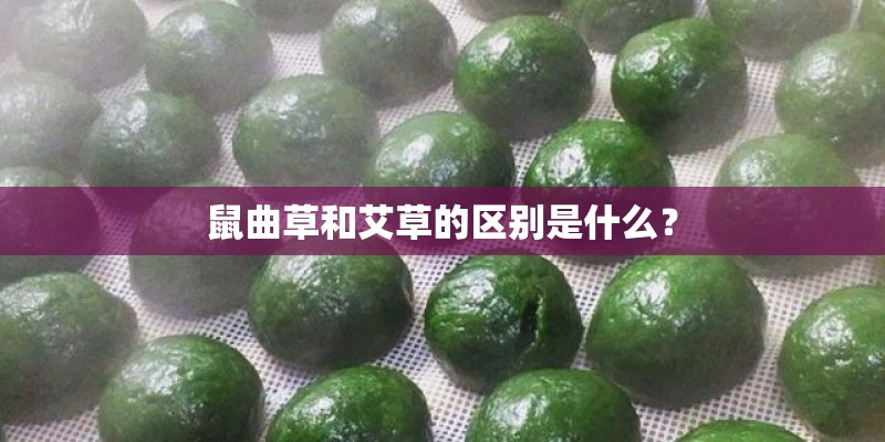 鼠曲草和艾草的区别是什么? 鼠曲草和艾草的区别是什么?