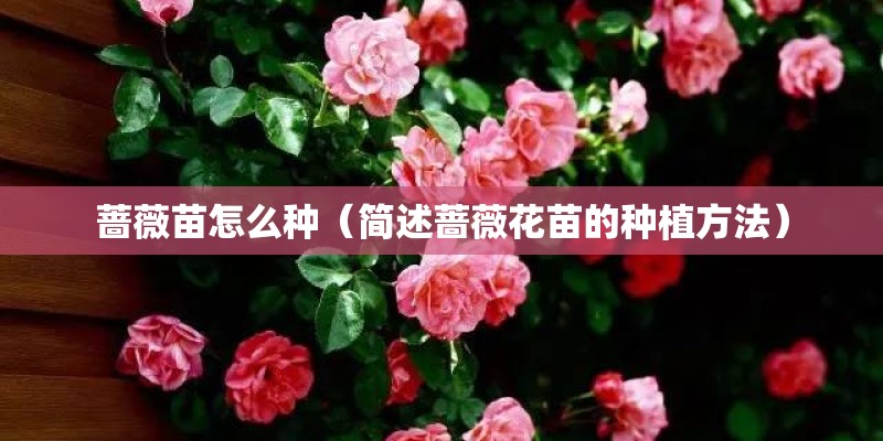 蔷薇苗怎么种（简述蔷薇花苗的种植方法）