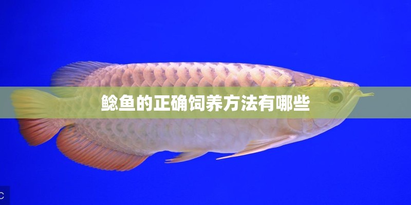 鲶鱼的正确饲养方法有哪些 鲶鱼的正确饲养方法有哪些