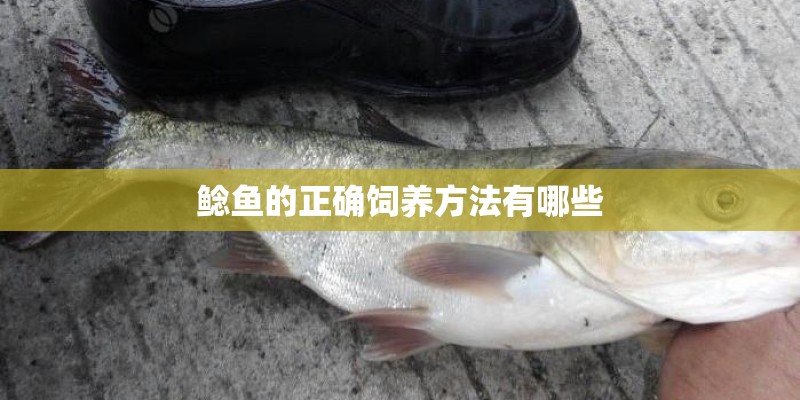 鲶鱼的正确饲养方法有哪些 鲶鱼的正确饲养方法有哪些