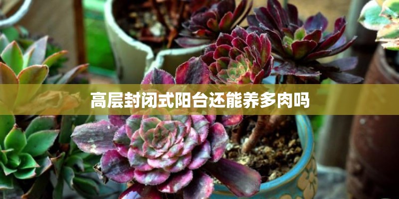 高层封闭式阳台还能养多肉吗