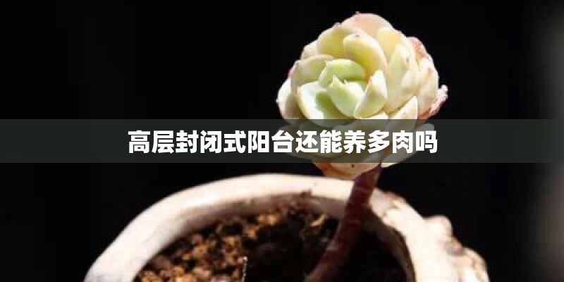 高层封闭式阳台还能养多肉吗