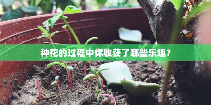 种花的过程中你收获了哪些乐趣？