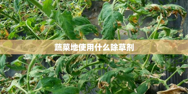 蔬菜地使用什么除草剂