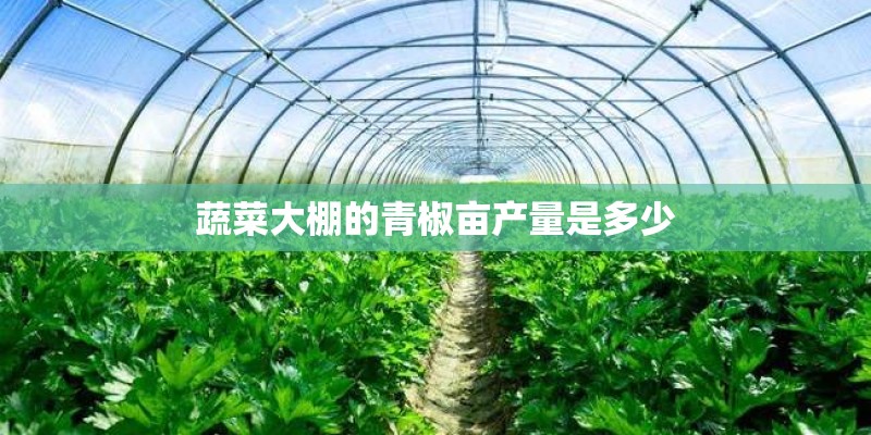 蔬菜大棚的青椒亩产量是多少