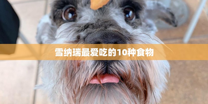雪纳瑞最爱吃的10种食物
