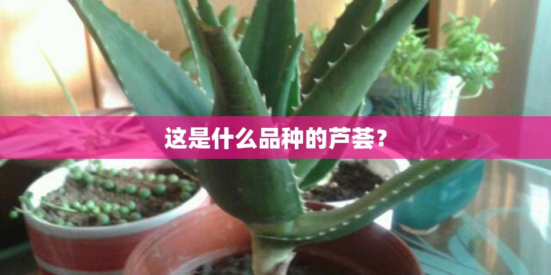 这是什么品种的芦荟? 这是什么品种的芦荟?