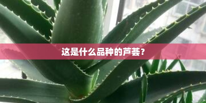 家庭花草植物种植有哪些技巧