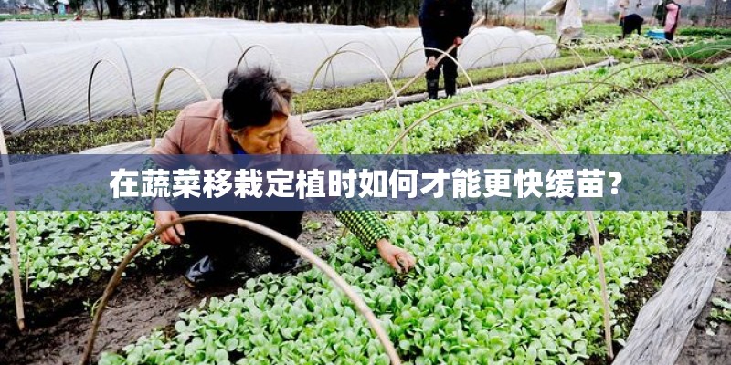 在蔬菜移栽定植时如何才能更快缓苗？