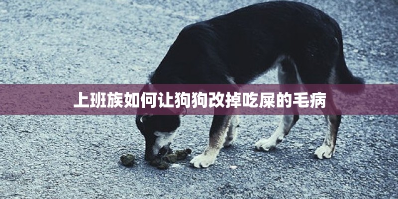上班族如何让狗狗改掉吃屎的毛病