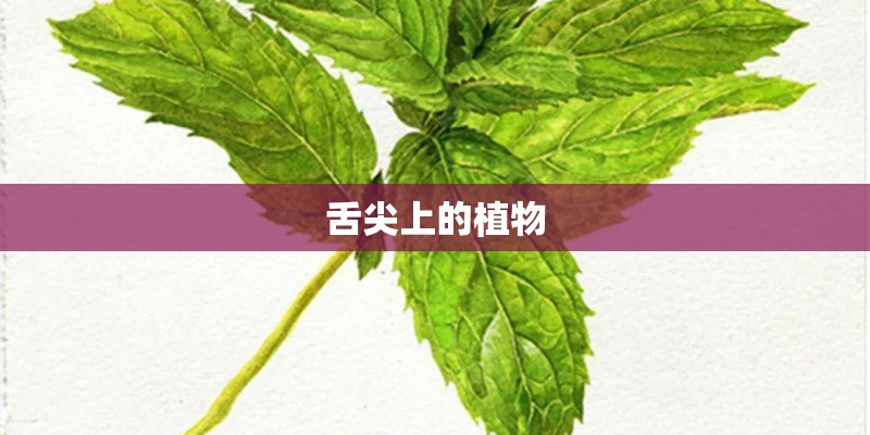舌尖上的植物