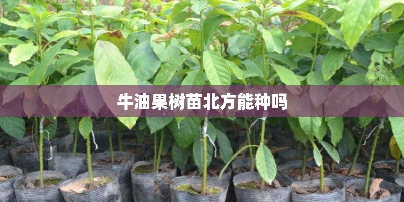 牛油果树苗北方能种吗