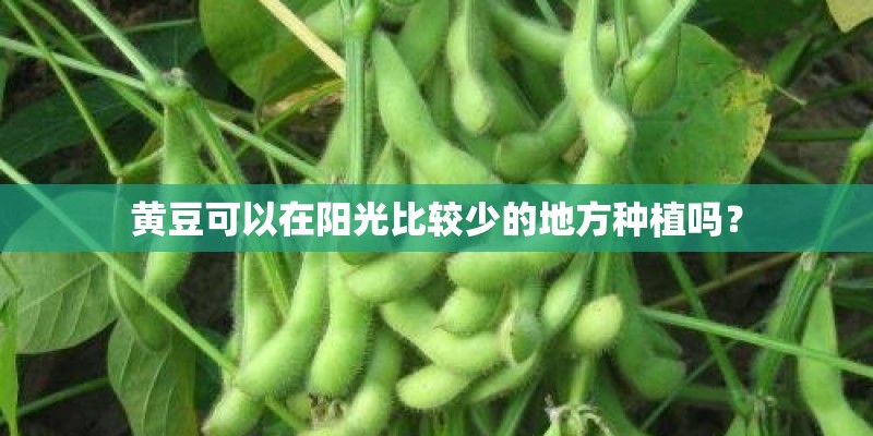 黄豆可以在阳光比较少的地方种植吗？