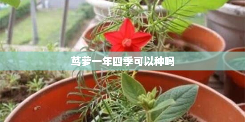 茑萝一年四季可以种吗