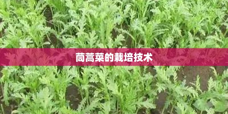 茼蒿菜的栽培技术