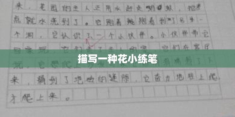 描写一种花小练笔