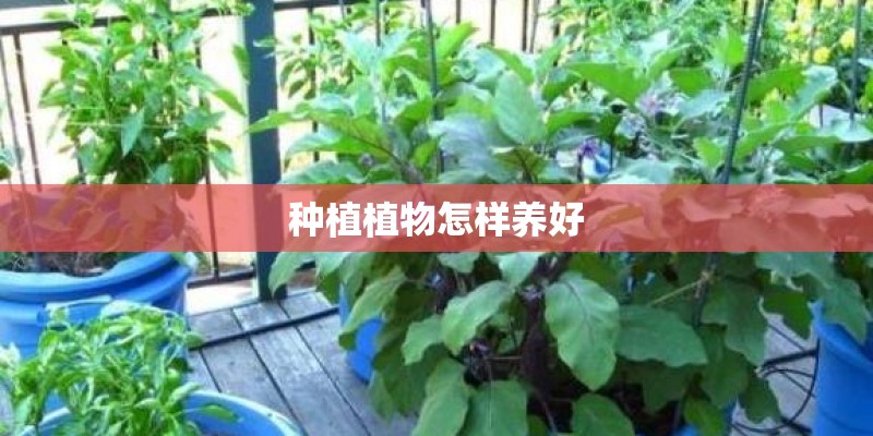 种植植物怎样养好