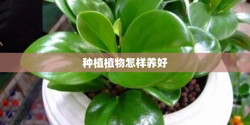 种植植物怎样养好