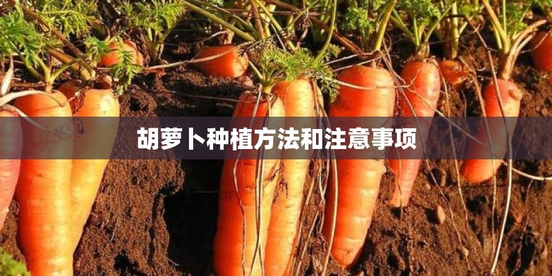 胡萝卜种植方法和注意事项