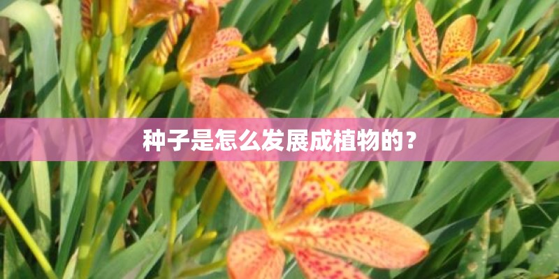 种子是怎么发展成植物的？